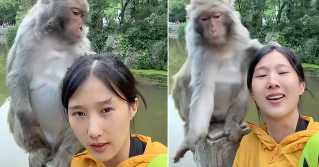 Nonchalant Monkey “Professionally” Plucks Thistles Out Of Woman’s Hair