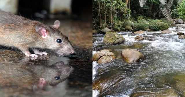 KKM Minta Orang Ramai Waspada Wabak Kencing Tikus Di Kuala Pilah