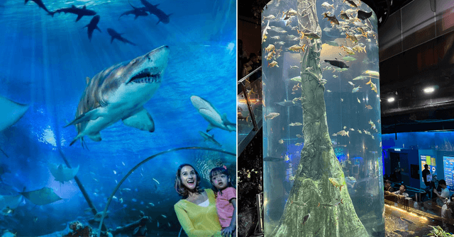 September And October Babies Can Get Free Aquaria KLCC Tickets This Month