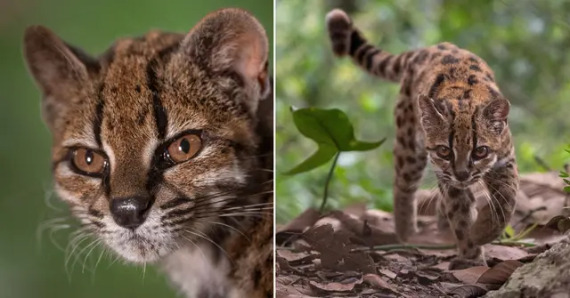 A ‘Weird Cat’ Found In Bolivia Has Turned Out To Be An Entirely New Species