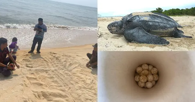 Selepas 9 Tahun Tidak Mendarat, Penyu Belimbing Kembali Bertelur Di Terengganu