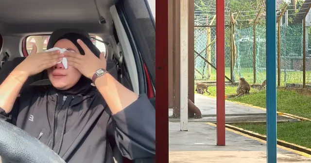Kakitangan Sekolah Buntu, Monyet Liar Semakin Agresif Rosakkan Pelbagai Harta Benda