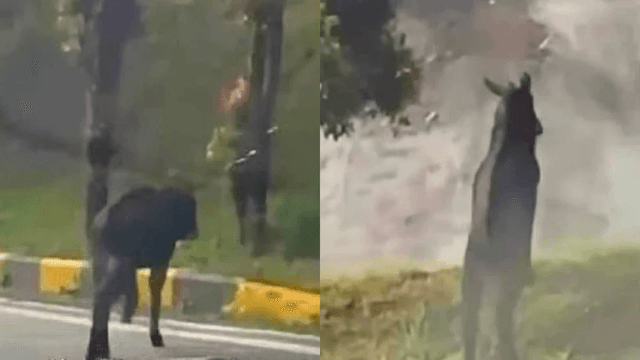 Kambing Gurun Dikesan Di Genting Highlands, Pihak Perhilitan Jalankan Pemantauan Berterusan