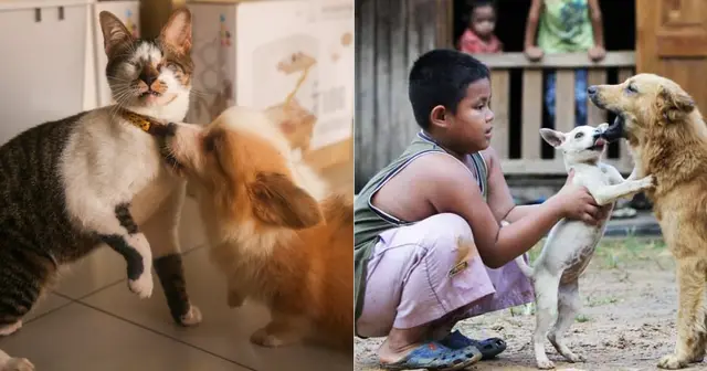 Animals Are More Than Just Pets. They Deserve Our Respect And Protection