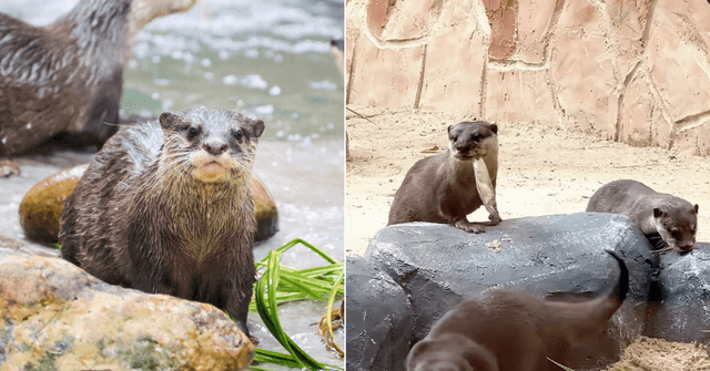 Zoo Negara Opens New Otter-Only Exhibit With The World’s Smallest Otters