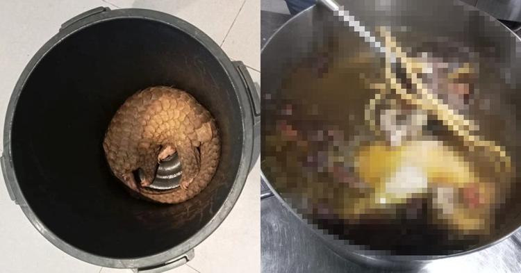 Cook Rajid Sabah Resort Cook Charged Over Pangolin Soup Found In Kitchen Raid